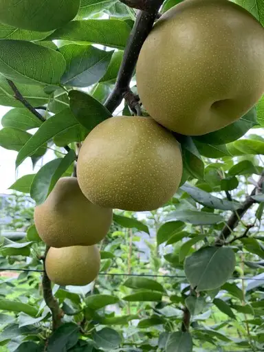 178-B1072 伊万里梨自宅用「甘太」（2.5kg）