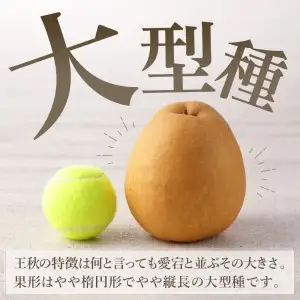 178-B1071 伊万里梨「王秋」（2.5kg）