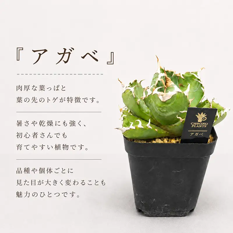 アガベ 2種 実生株 アガベ