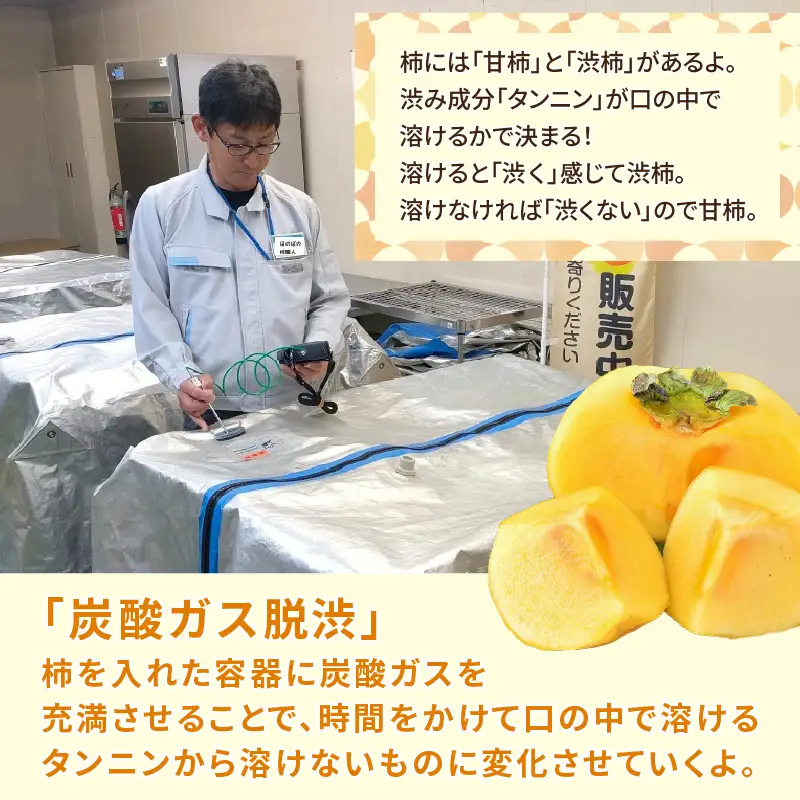 【先行予約】【2026年11月中旬以降発送予定】厳選！種なし！スッキリ甘みの越前柿 18個入  ／ 果物 フルーツ かき 種なし  産地直送 期間限定 ※2026年11月中旬以降発送予定 [aw031-a003_11]