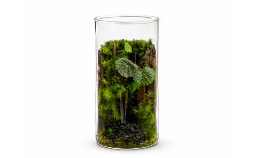 いやしの苔テラリウム筒 盆栽 苔 植物 インテリア 癒し 室内 観賞用 贈り物 贈答品 贈答用 ギフト プレゼント ガラス容器 空間