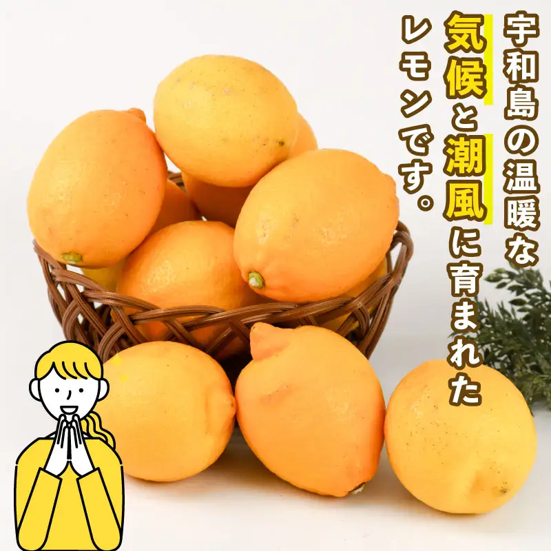 訳あり レモン 約 8kg スーパー山田屋 わけあり れもん 檸檬 レモン果汁 酸味 爽やか 果実 サワー ジュース チューハイ remon 果物 くだもの ビタミン フルーツ 柑橘 産地直送 数量限定 国産 愛媛 宇和島 B016-198012
