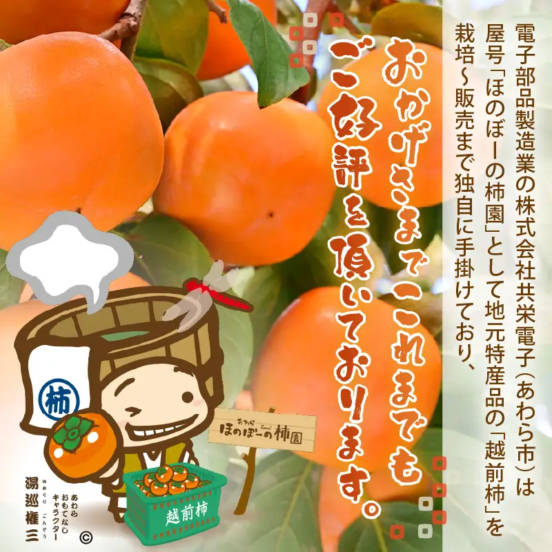 【先行予約】【2026年10月下旬～11月中旬に発送予定】秋の味覚を贈り物に！厳選「越前柿」大玉 9個（ご贈答用）／ 果物 フルーツ 産地直送 期間限定 ※2026年10月下旬～11月中旬に発送予定 [aw031-a005_10]