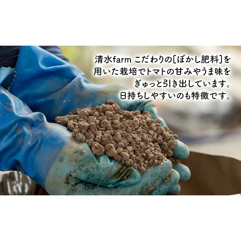 ミニトマト キャロル10 訳あり 富良野産 ミニトマト【約3kg】