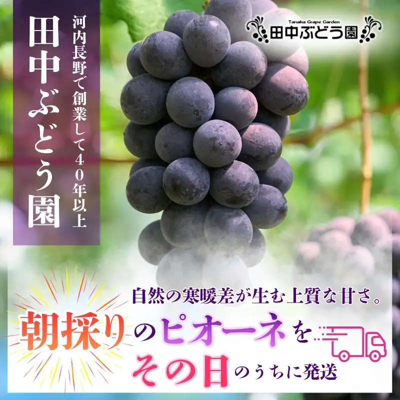 【2026年8月中旬頃出荷分先行予約】ぶどう ピオーネ ぶどう詰め合わせ 厳選 ピオーネ 約2.0kg（3～4房）