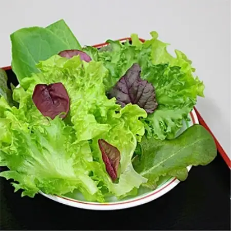 【植物工場で育ったレタス】「レタスのがっこう」1週間分(計7袋)【配送不可地域：離島・沖縄県】【1111022】