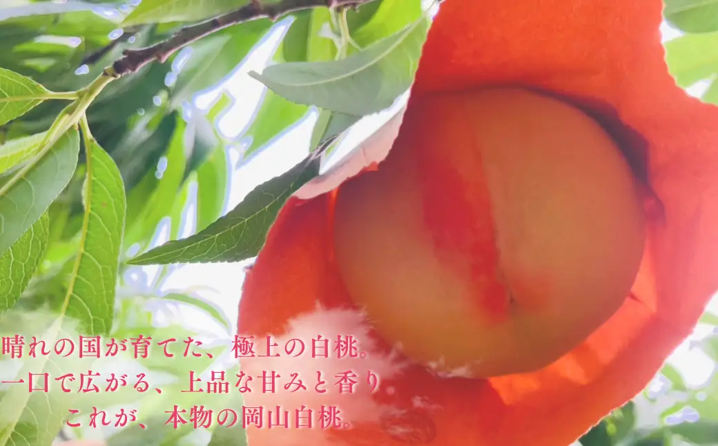【先行受付】岡山県産白桃1kg ＜品種おまかせ＞| 岡山県産 桃 白鳳 おかやま夢 白麗川中島白桃 白桃フルーツ 果物 高級フルーツ 岡山 桃 お取り寄せ 産地直送 国産フルーツ 人気 数量限定 旬の果物 甘い ジューシー 芳醇 みずみずしい もも 先行予約
