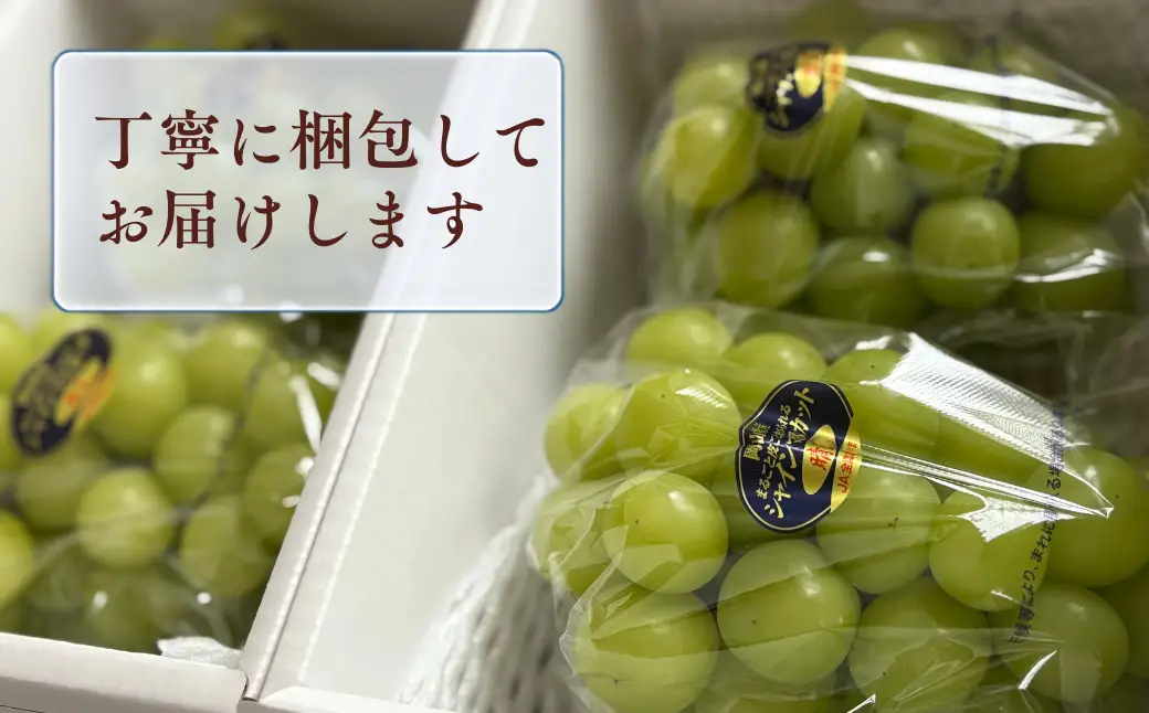 【先行受付】 シャインマスカット1kg | 岡山県産 シャインマスカット ぶどう 葡萄 甘い ジューシー フルーツ 果物 国産フルーツ 旬の果物 お取り寄せ 産地直送 人気 数量限定 先行予約 マスカット