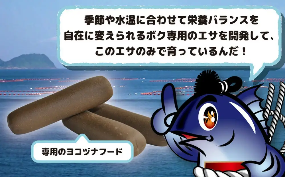 豊後マグロ ヨコヅーナ 1本分セット | マグロ 津久見市