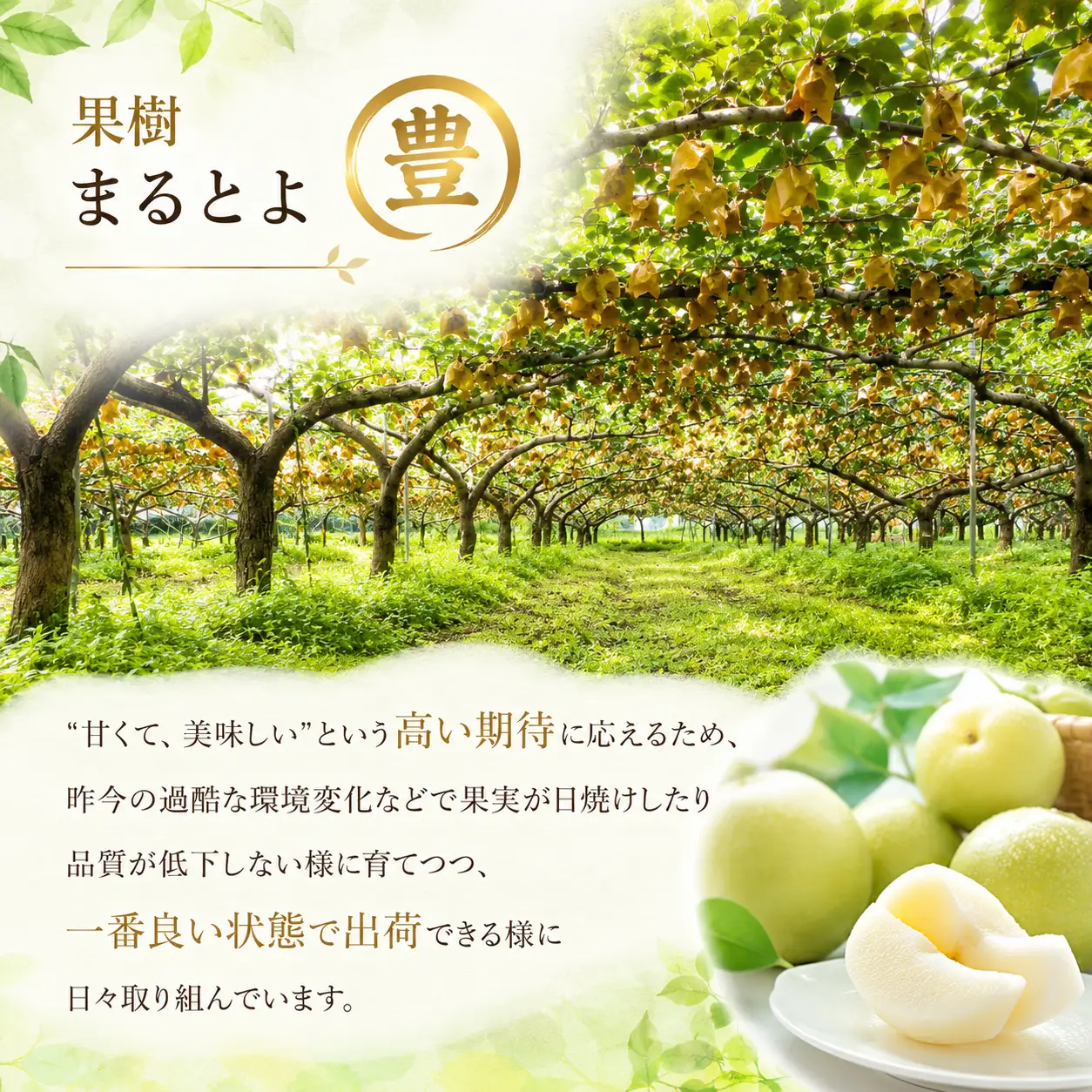 Y1095 新甘泉(赤秀) 2.5kg