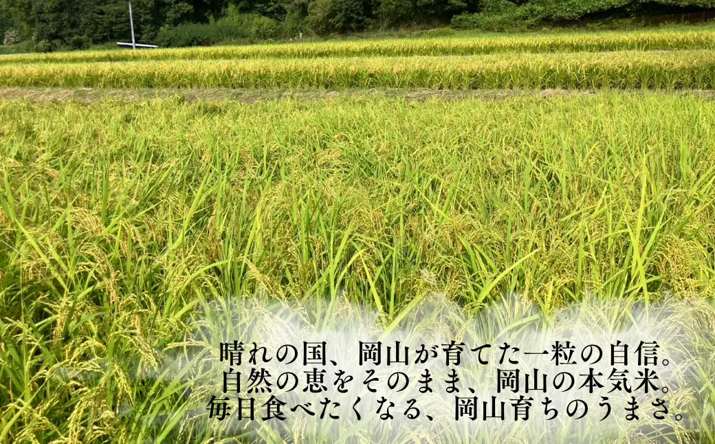 先行予約 令和8年産 新米 岡山県産米10㎏(にじのきらめき）| 岡山県産米 10kg にじのきらめき お米 玄米 国産米 ごはん 米 人気品種 10キロ 産地直送 家庭用 お取り寄せ