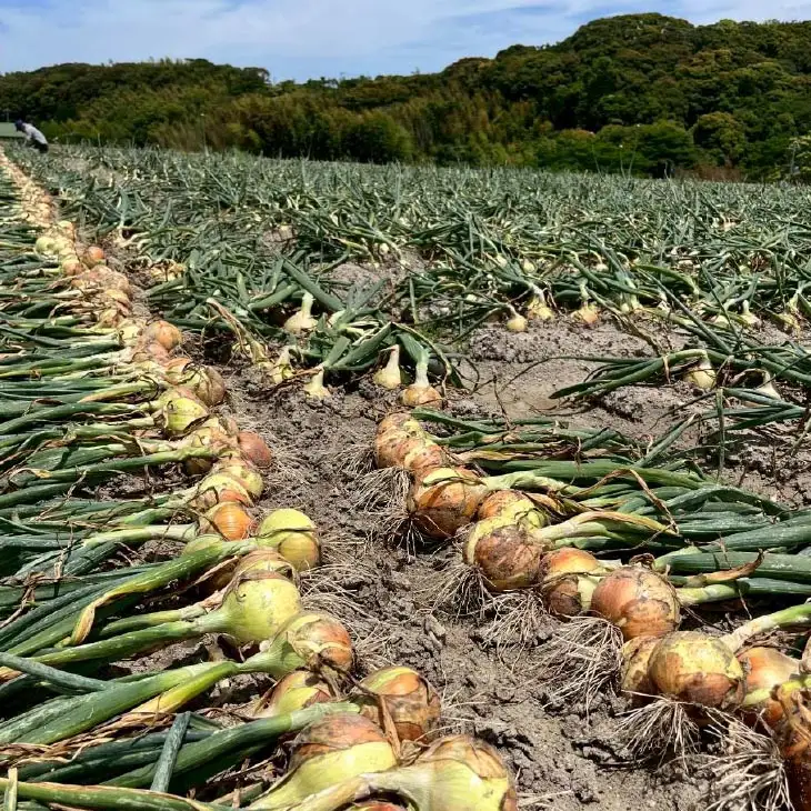 淡路島産玉ねぎ光玉 10キロ
