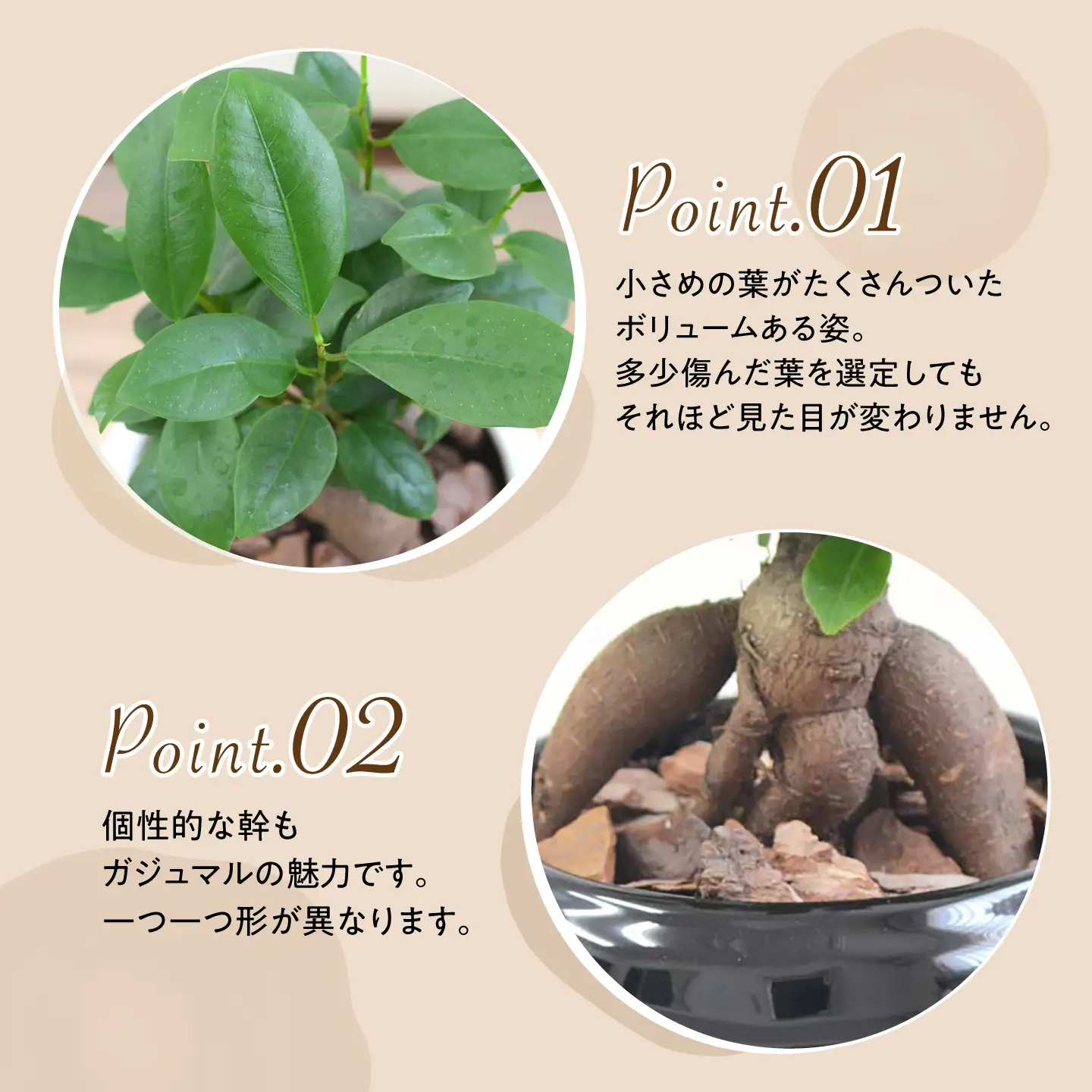 ガジュマル3号　ボール型陶器鉢（白）観葉植物 大村市 琴花園 /観葉植物 室内 観葉 植物 ガジュマル インテリア 小さめ[ACYK047]