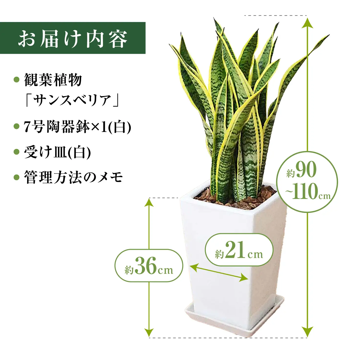 サンスベリア ローレンティ スクエア陶器鉢7号 観葉植物 大村市 琴花園/観葉植物 室内 観葉植物 サンスベリア 7号[ACYK048]