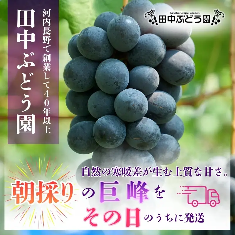【2026年8月中旬頃先行予約】ぶどう 巨峰 ぶどう詰め合わせ 厳選 巨峰 約2.0kg（4～5房）
