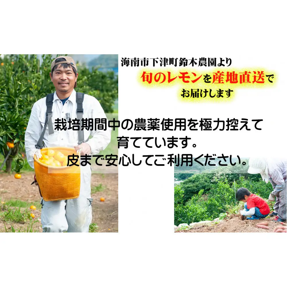 レモン 約3kg 大小混合サイズ 11月～2月に鈴木みかん農園より農園直送！ 青いレモン 黄色いレモン ※北海道・沖縄・離島への配送不可
