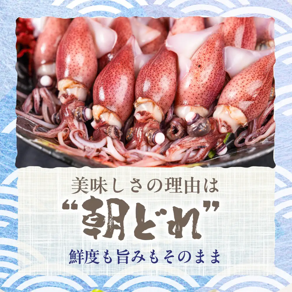【先行予約】＜2027年3月以降順次発送予定＞朝獲れ 富山湾の旬 ボイルほたるいか 400g 冷蔵