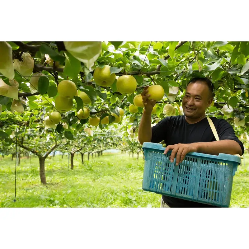 【先行予約】樹上完熟 二十世紀梨 3kg(7～10個)（2026年8月下旬～発送）　二十世紀梨 20世紀梨 梨 京丹後 なし 秋