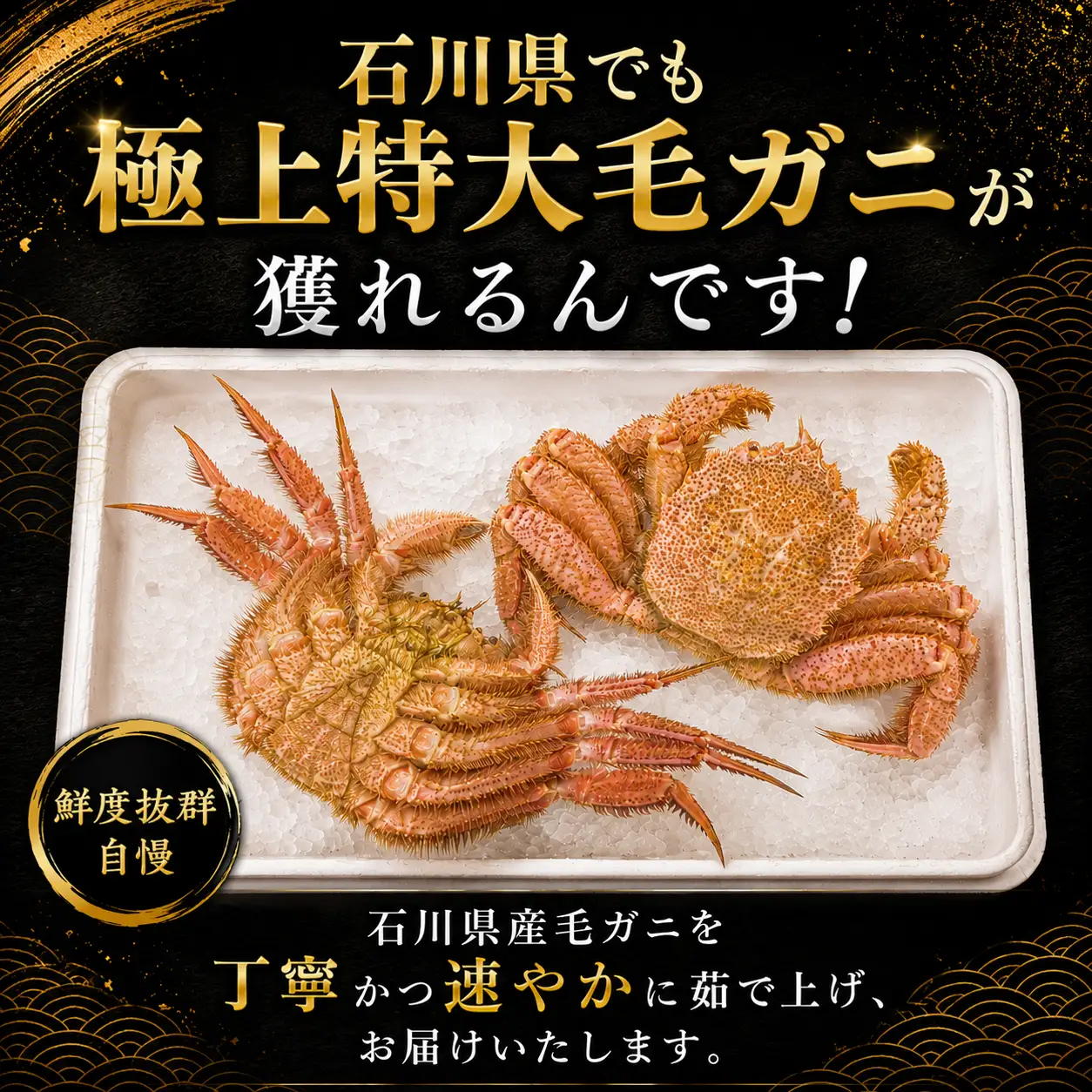 【 2026年9月~10月発送 】 姫丸の毛ガニ・特大 茹で上げ800ｇ～900ｇ 1杯