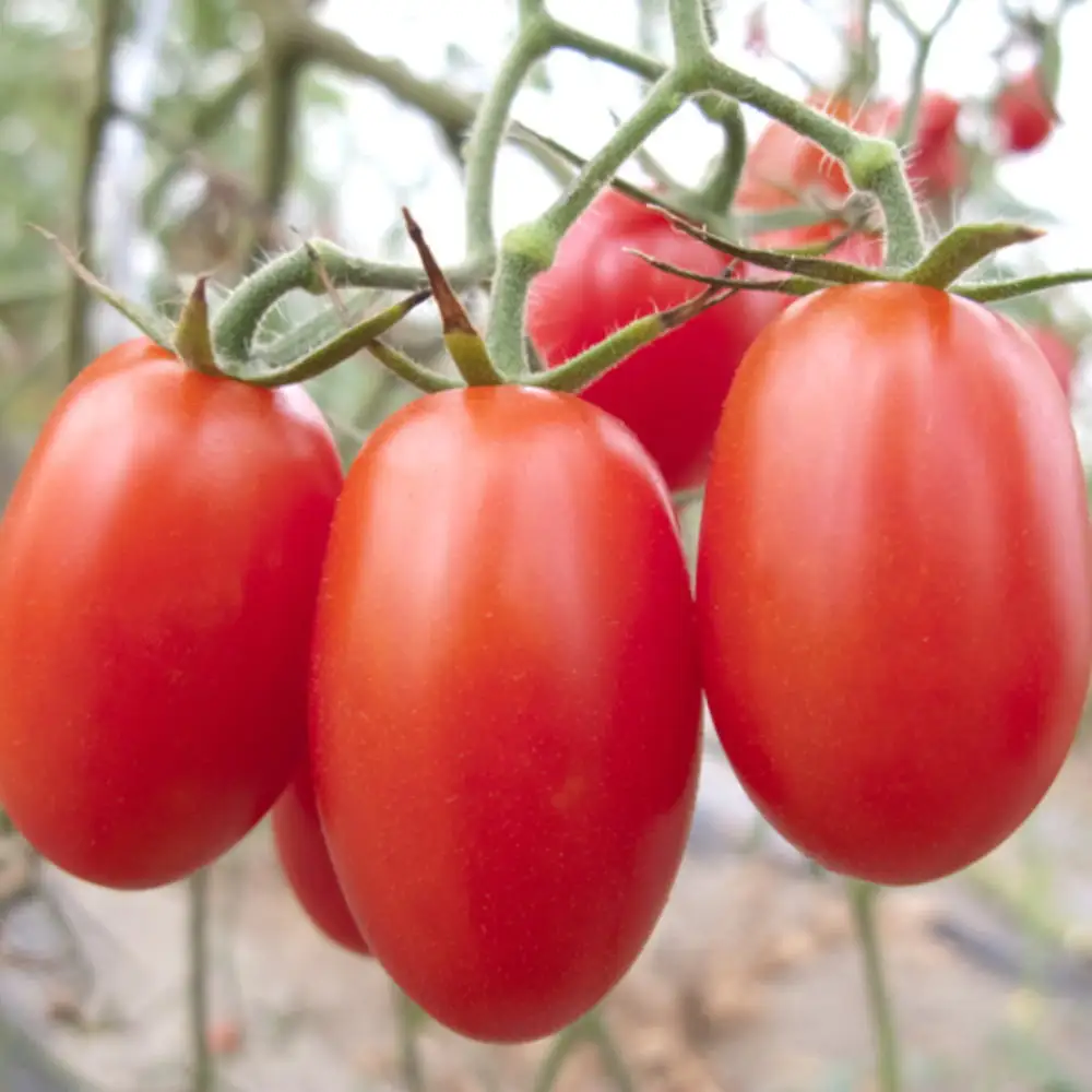 和歌山産ミニトマト「アイコトマト」約1kg（M・Lサイズおまかせ）［2027年1月出荷分］【tec101-1】