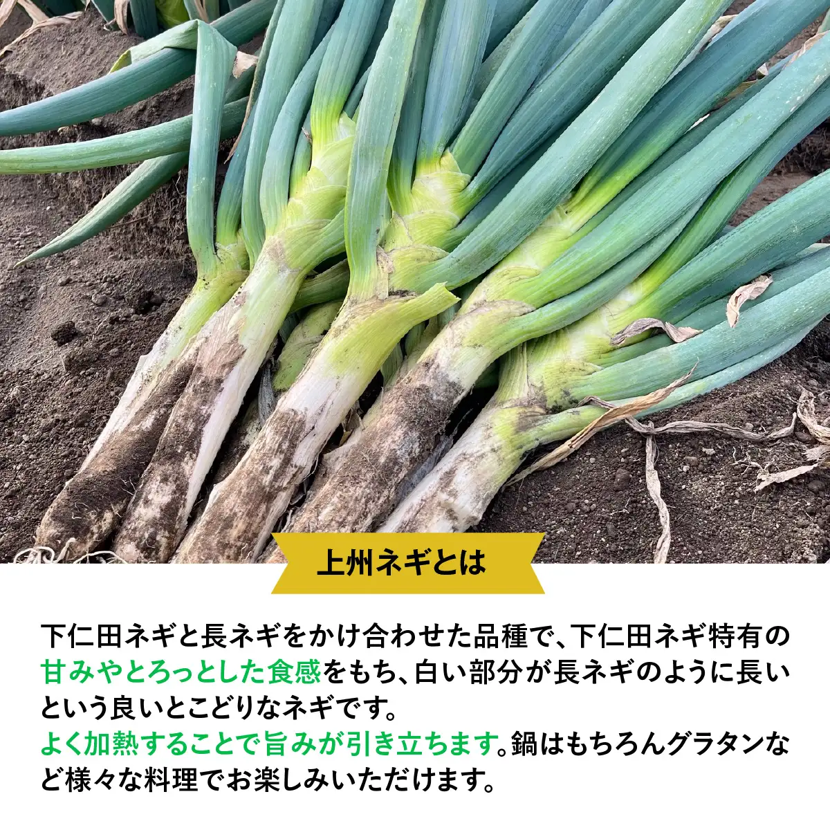 【先行予約】群馬県産 上州ネギ 泥付き6㎏ ANBQ001