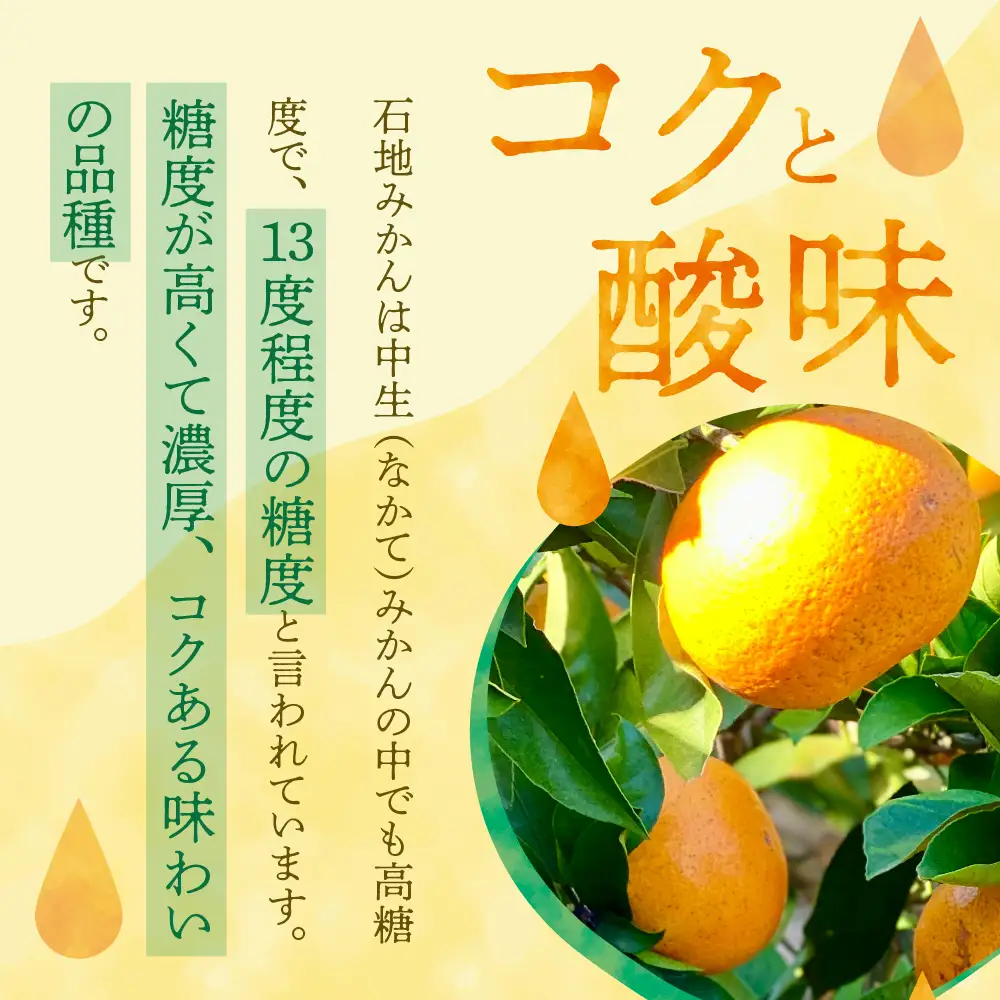 【先行受付】【2026年12月上旬～発送】川田柑橘園　呉市大長産「いしじみかん」5kg ku055-014-26