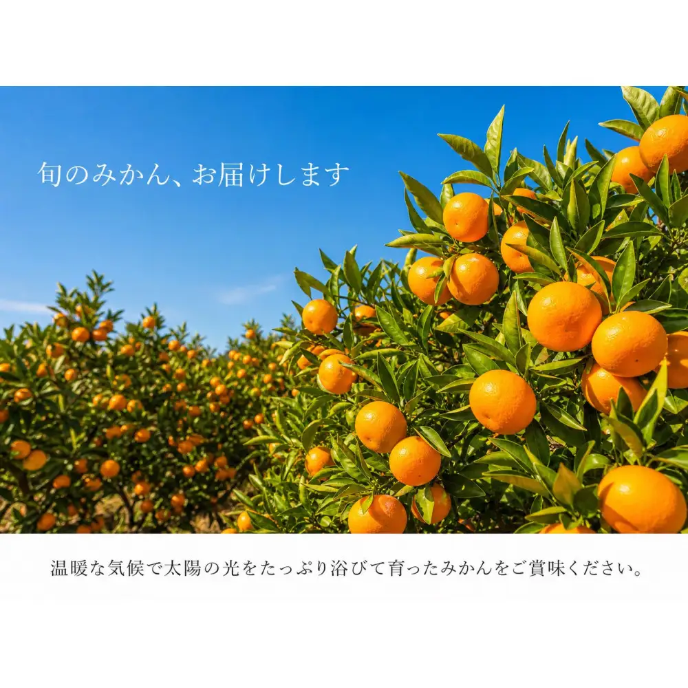 ［ご家庭用訳あり］有田みかん10kg 2S〜2Lサイズ混合