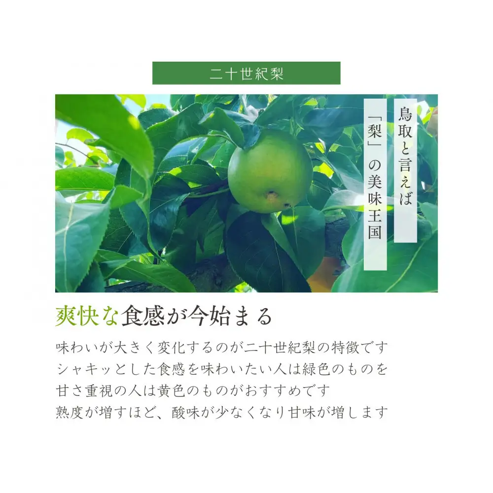 鳥取県産 梨 訳あり ご自宅用 二十世紀梨 5kg 【鳥取県 境港市】