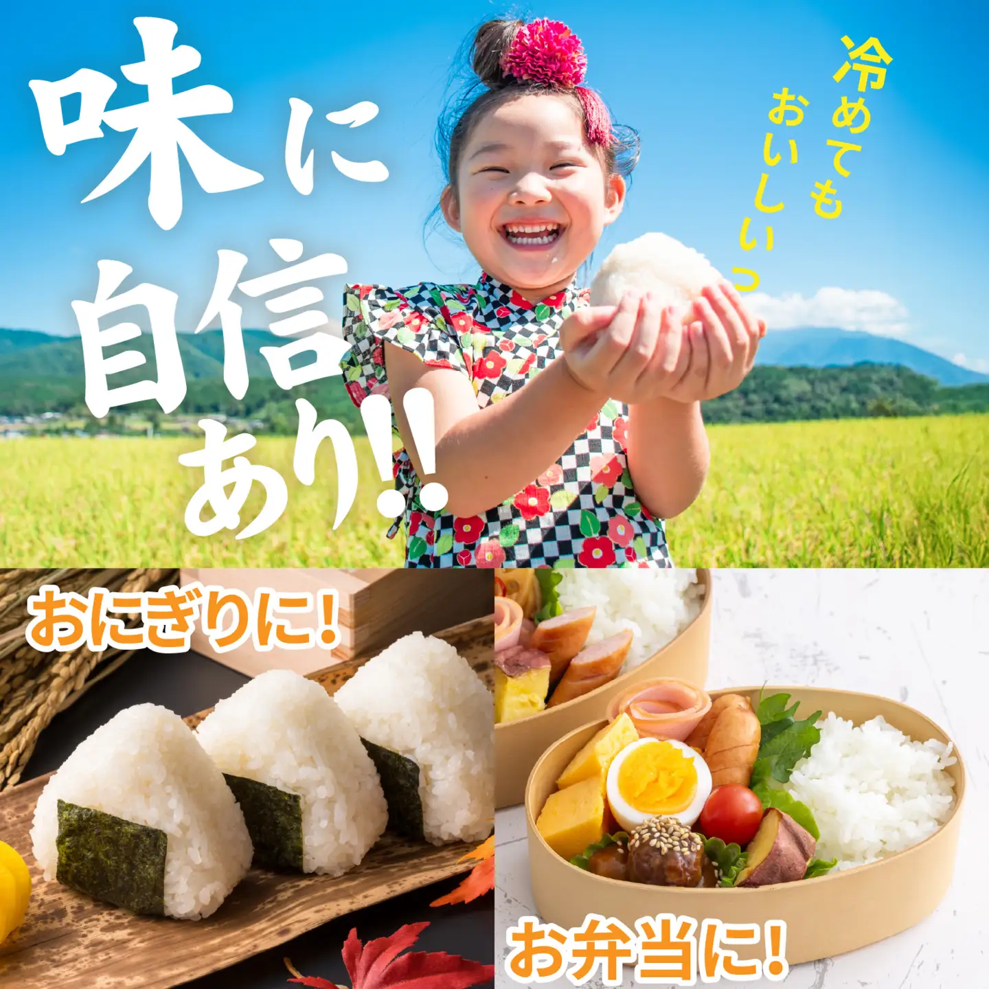 【先行予約】【みやま米】令和8年産  福井市産コシヒカリ3kg/ 天然の山水だけで育てたお米【2026年10月下旬以降順次発送予定】[A-168008] / 無洗米 色彩選別 