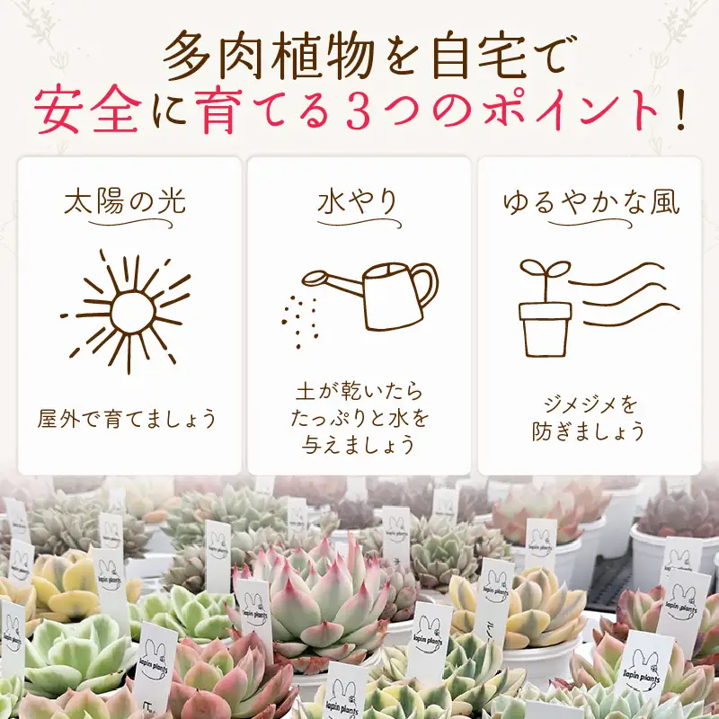 多肉植物【極み】らぱんぷらんつ プレミアムコレクション4種 土付き苗