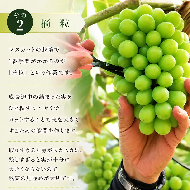 定期便 2回 マスカット マスカット 