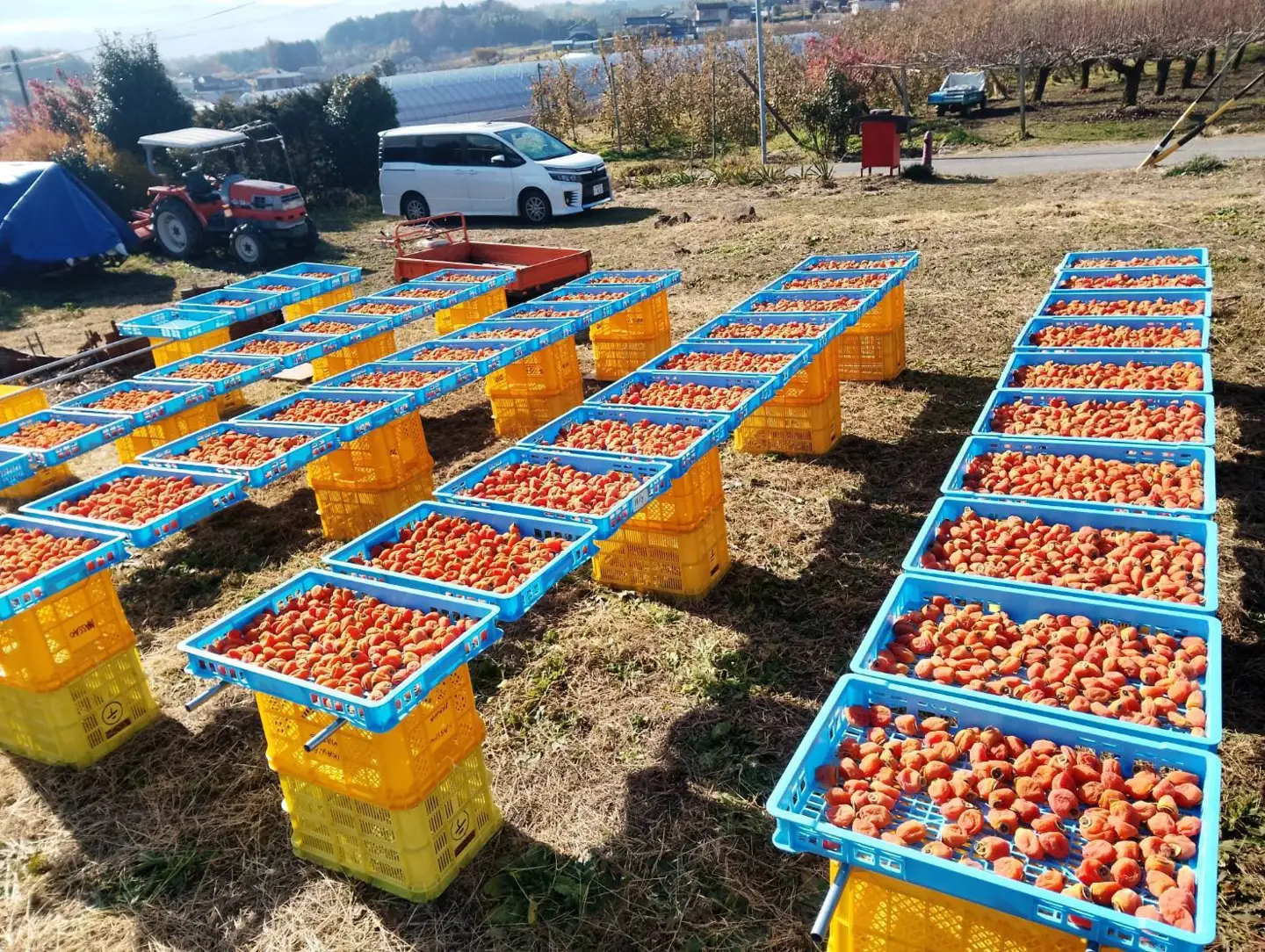 【令和8年発送】南信州高森町産 市田柿 200g×4パック