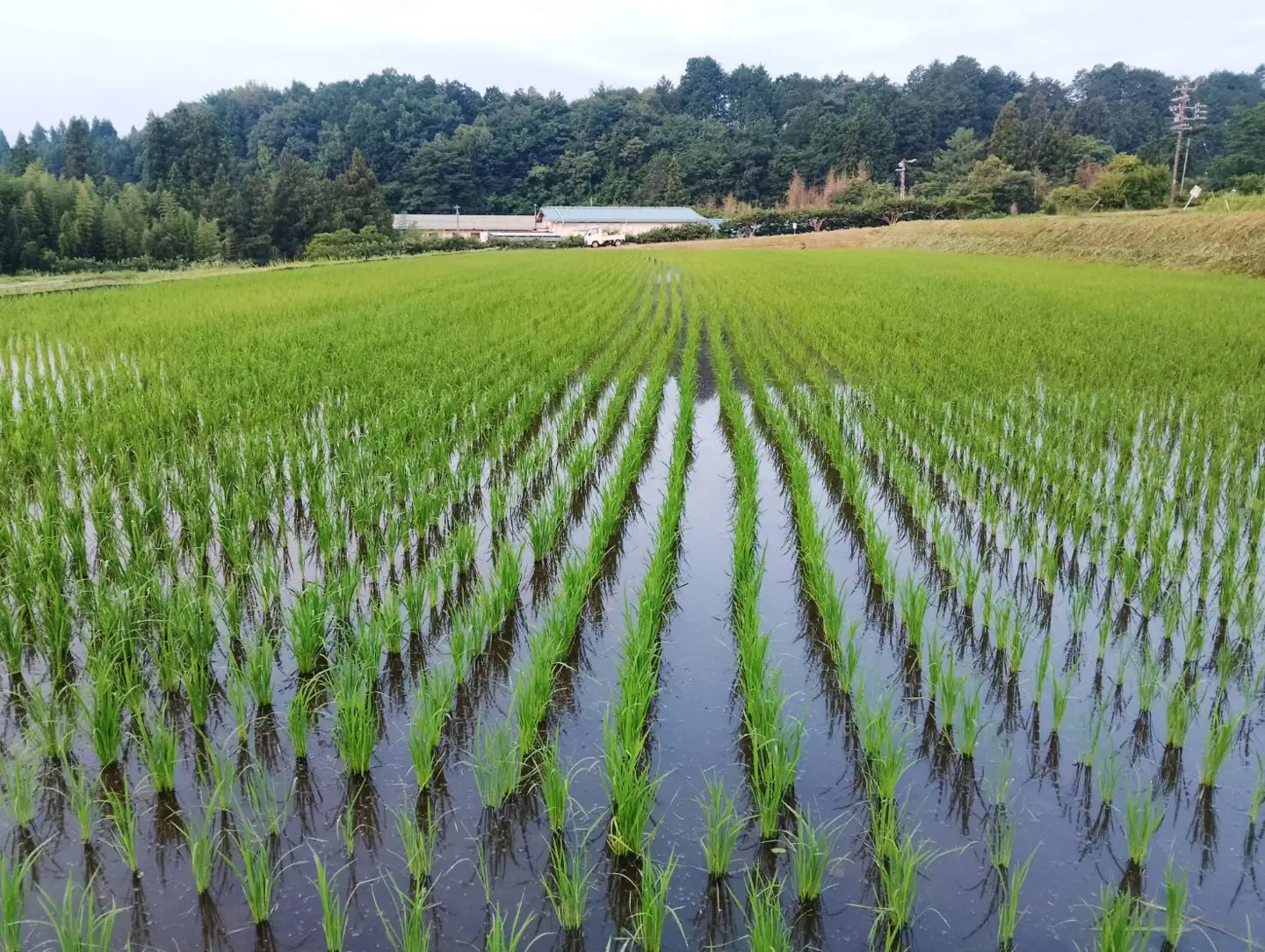 【令和8年産】南信州高森町産 コシヒカリ 精米10㎏