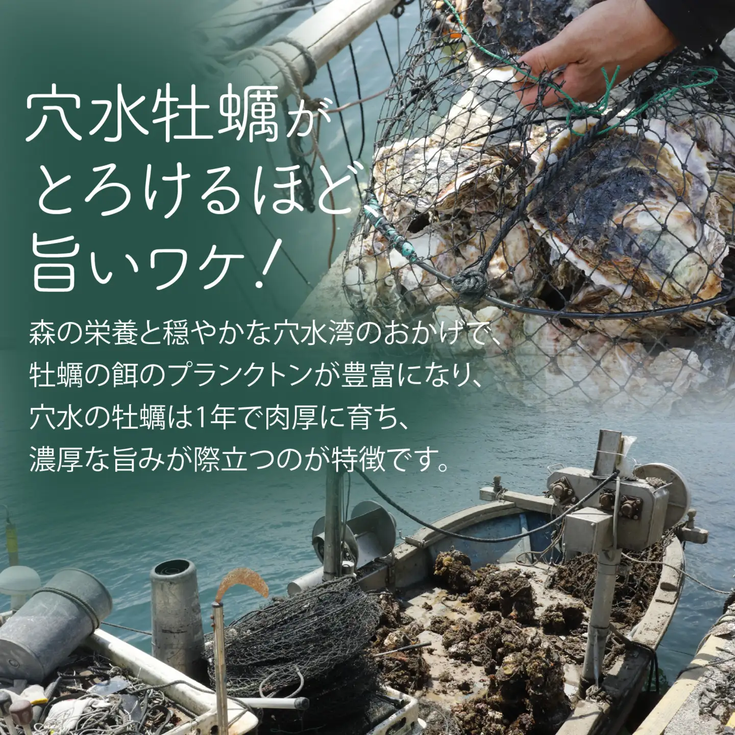 奥能登 河端水産の岩牡蠣 約5kg（殻付き・加熱用）| 岩牡蠣