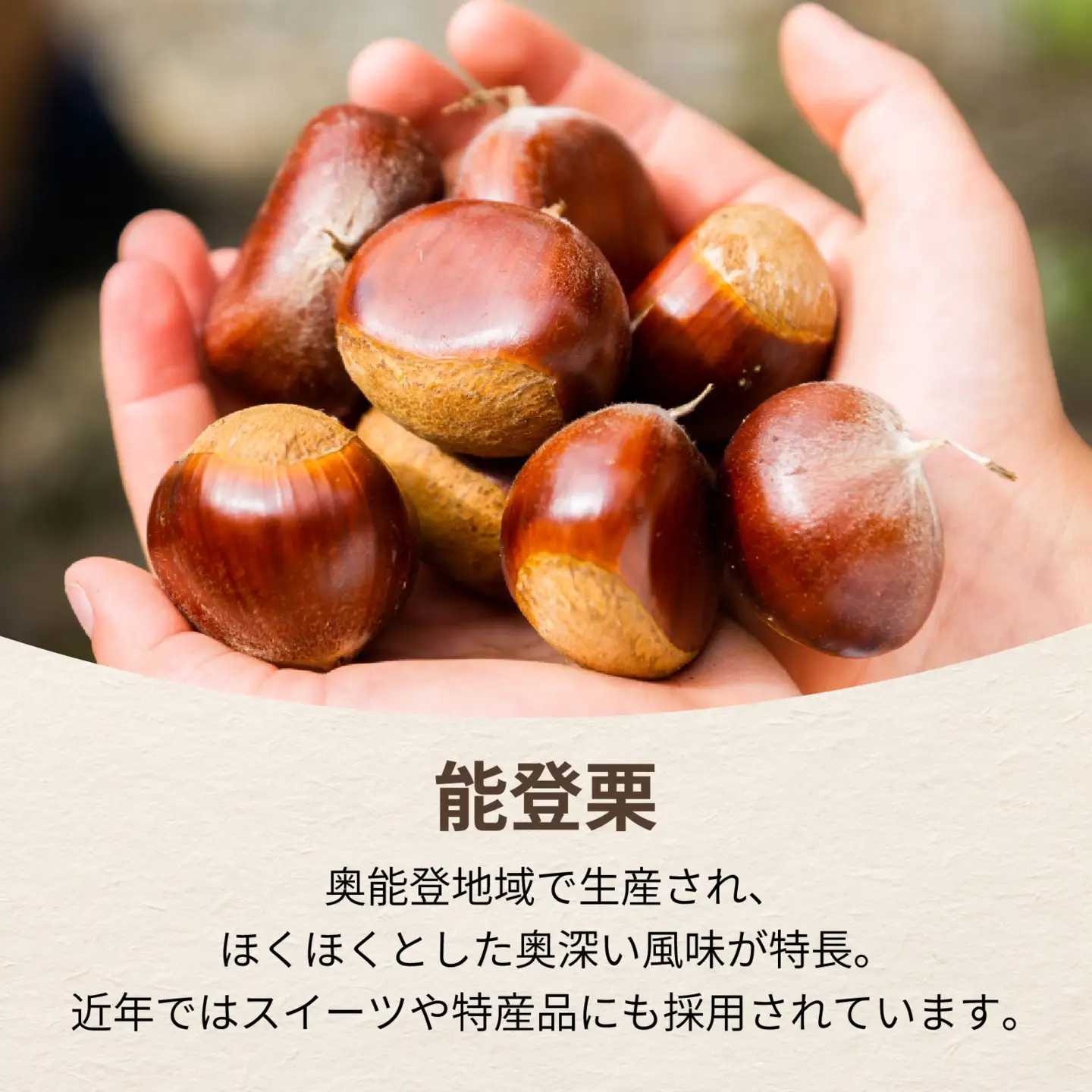【先行予約】奥能登 池田栗園の能登栗 約2kg Bックリ！大粒4Lサイズ以上 | 栗