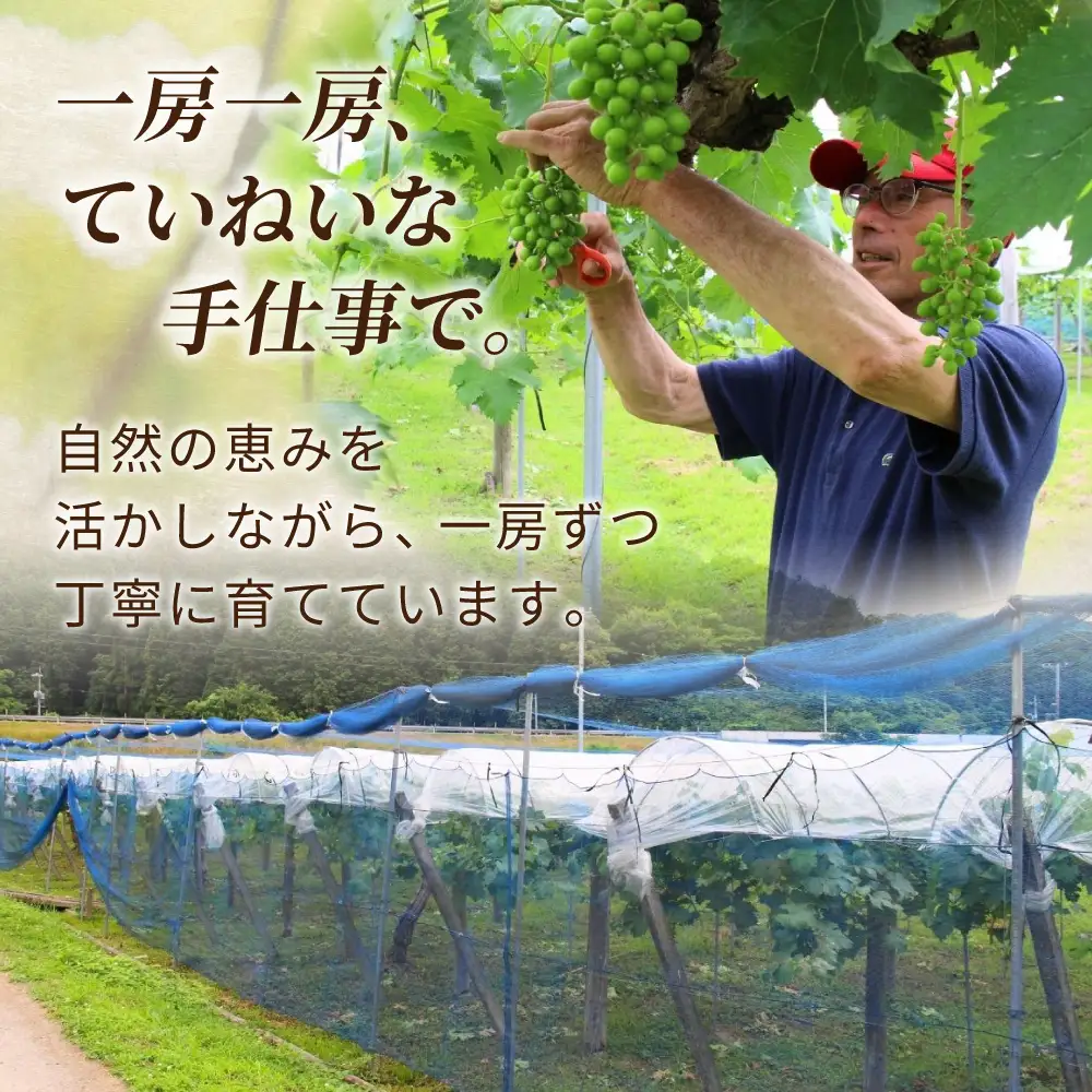 贈答用 岡山県産 シャインマスカット 約2kg 【beac001-01】