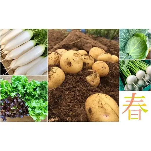 AE002 【毎月定期便4回】季節のおまかせ野菜セット