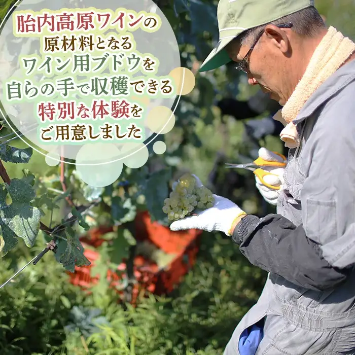 胎内高原ワイナリー ワイン用ブドウ収穫体験【ワイン1本＋宿泊付き（1泊2食）】