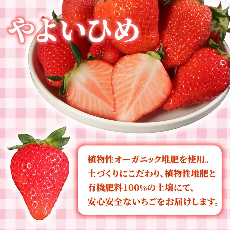 いちご やよいひめ 計2kg 【いちご】