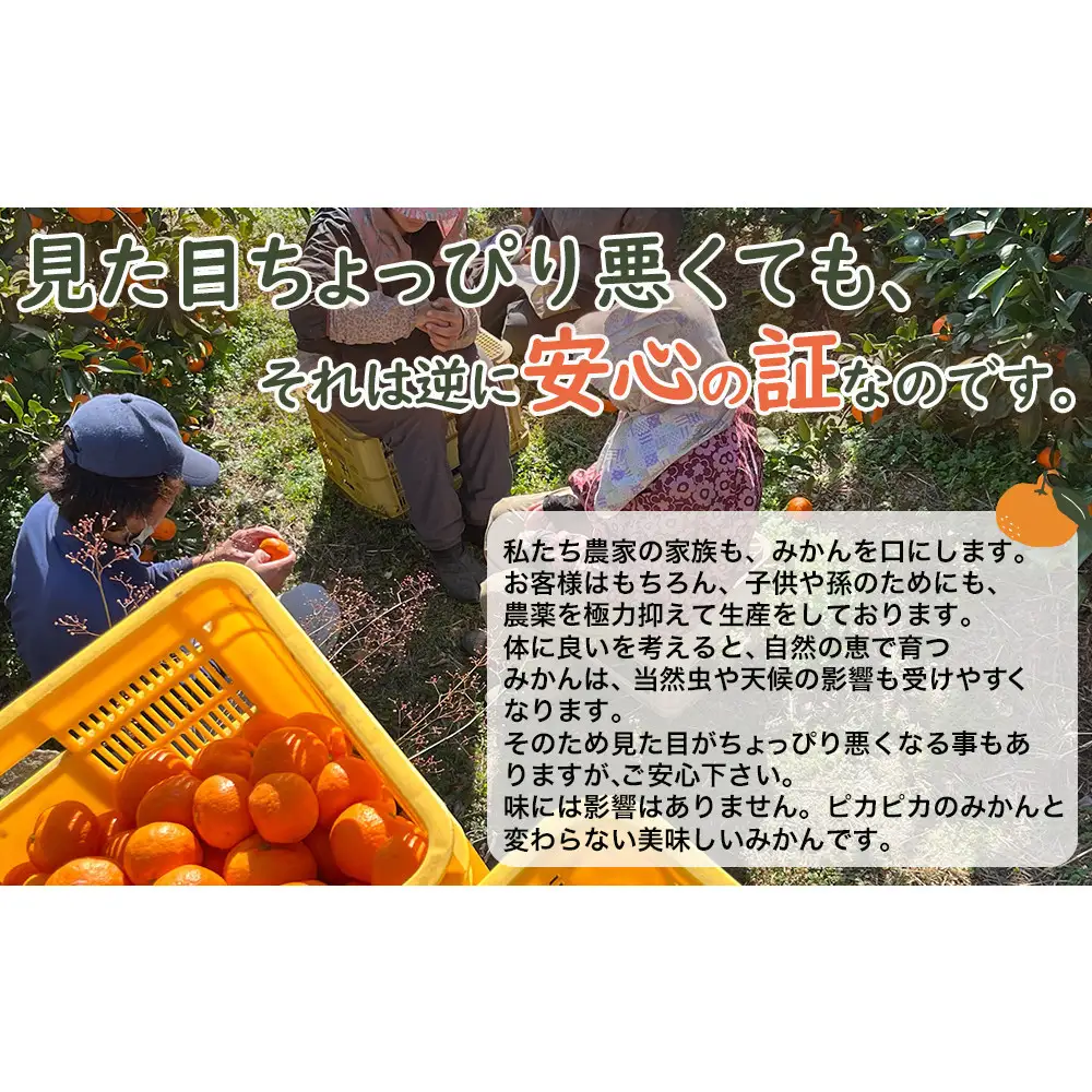 【定期便3か月】紀州産みかん「早生・蔵出し」農園直送 3kg SMLサイズ｜みかん