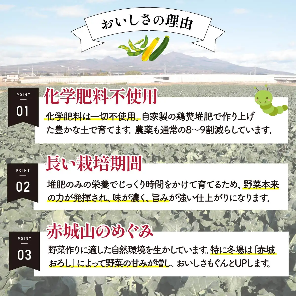 西洋野菜 一般野菜 旬野菜セット 12～13品 | やさい