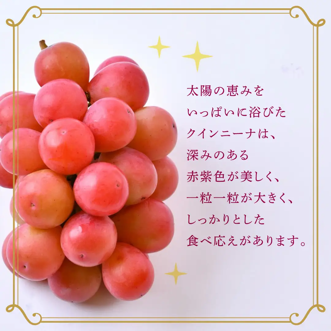 クインニーナ 約2kg（約4房） 【2026年8月より発送開始】 （茨城県共通返礼品 [ぶどう]：結城市産）