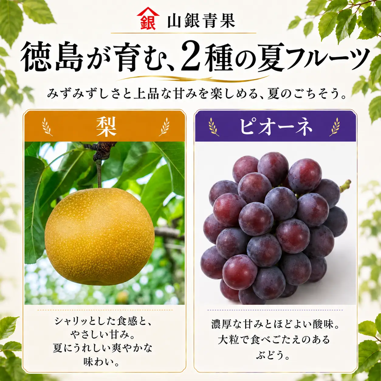 フルーツ 定期便 2回 コースA 果物