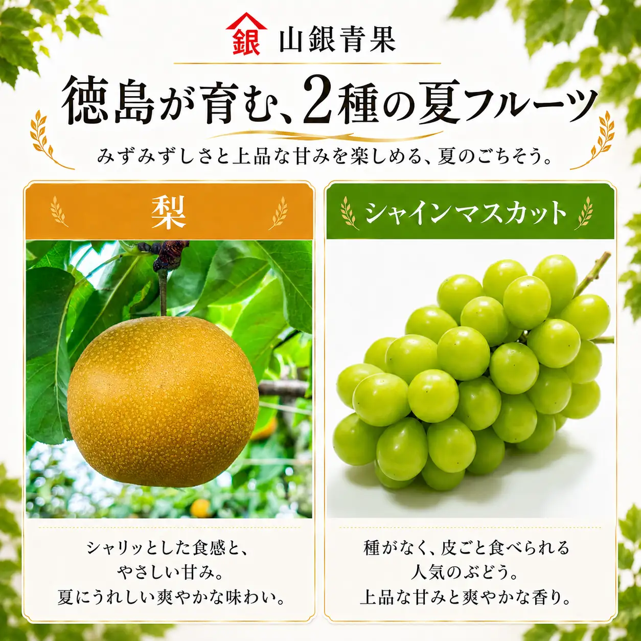 フルーツ 定期便 2回 コースB 果物