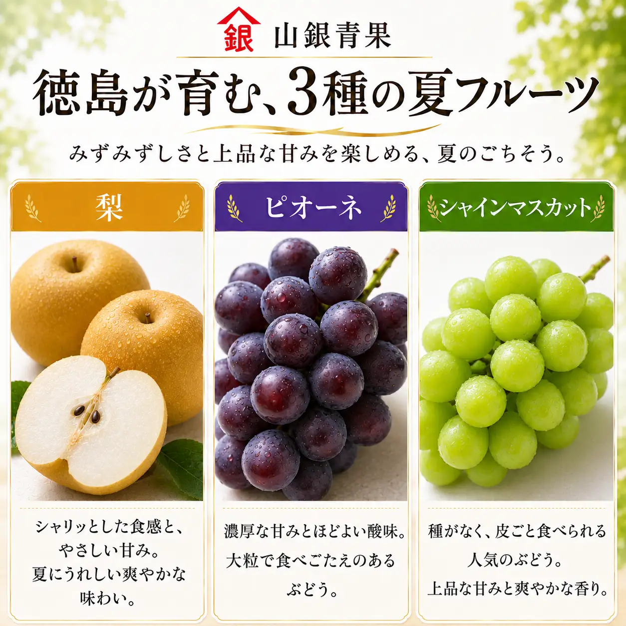 フルーツ 定期便 3回 果物