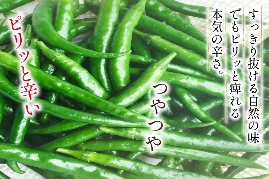 唐辛子 青唐辛子 激辛 ホットパラソルEX フレッシュ 500g