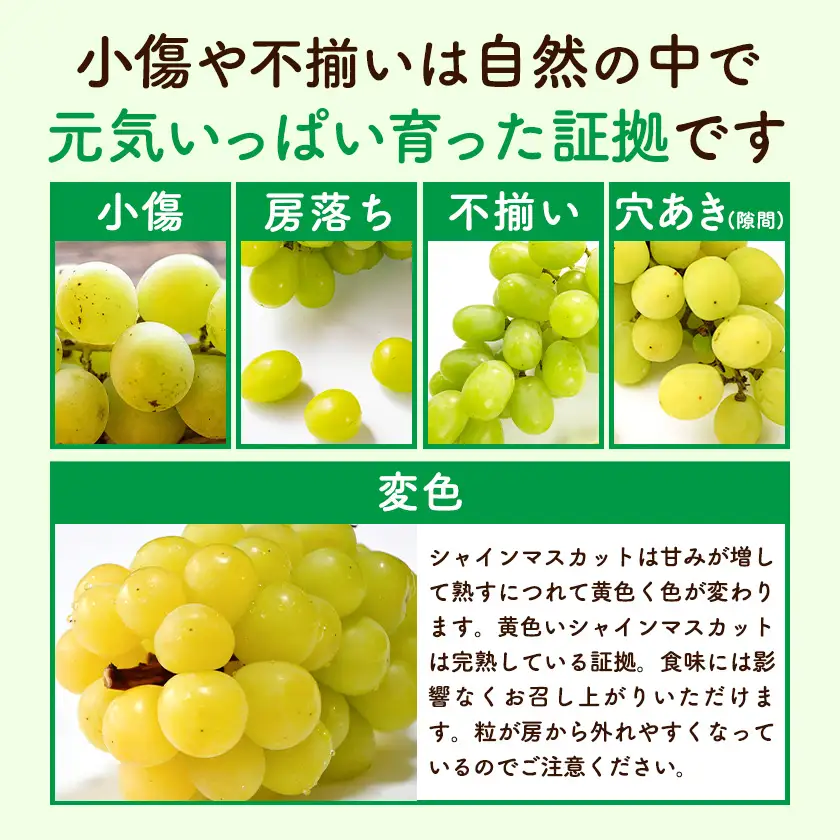 訳あり お助けシャインマスカット 約1.2kg マスカット