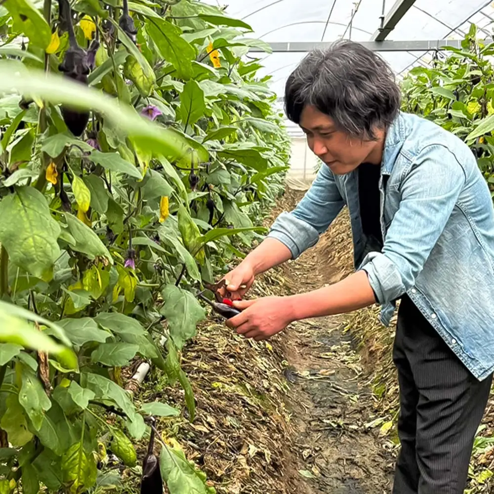 先行予約 訳あり高知県産の朝どれナス 4kg