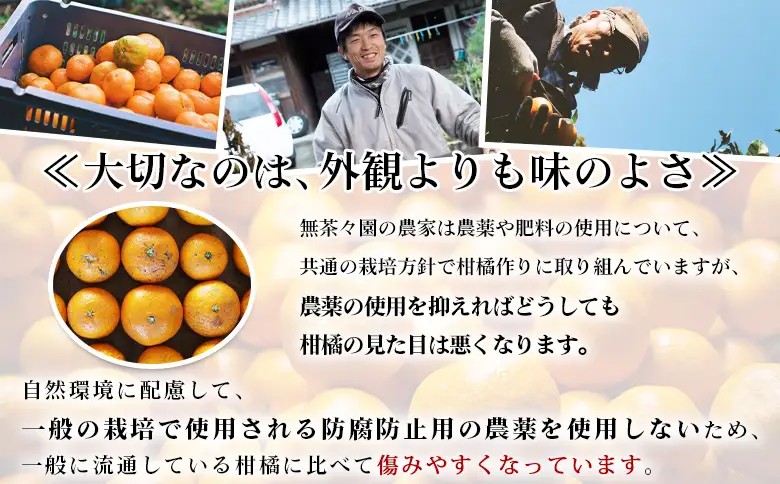 【先行予約】＜無茶々園 温州みかん 約5kg＞ 果物 くだもの ミカン 蜜柑 柑橘 フルーツ うんしゅうみかん 贈り物 ギフト おいしい 期間限定 季節限定 食べて応援 特産品 愛媛県 西予市 【常温】『2026年11月～12月に順次出荷予定』AMC0059