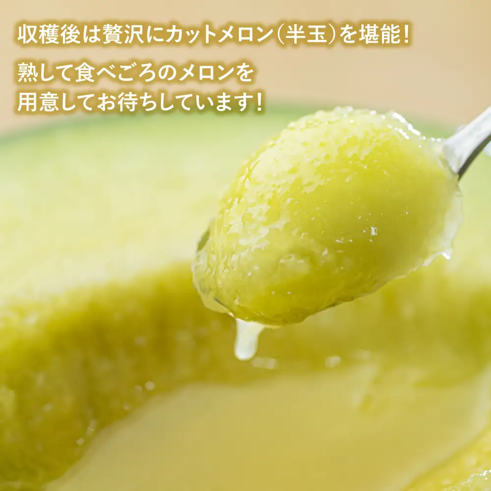 《 先行予約 》マルカ農園　メロン狩りチケット メロン